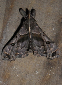 Faint-spotted Palthis